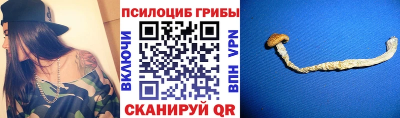 блэк спрут как войти  Ершов  Галлюциногенные грибы мицелий  что такое наркотик 